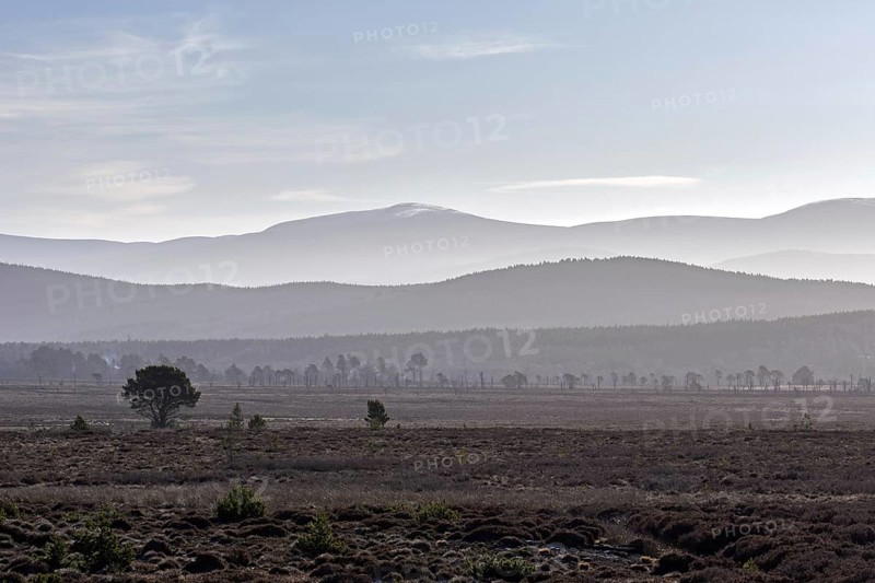Moorland