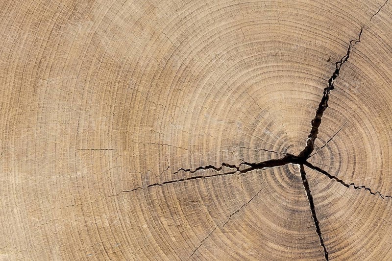 African teak