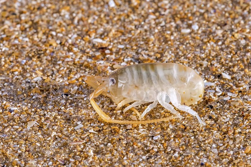 Sand hopper