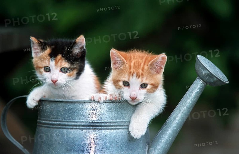 Two cute domestic house cat