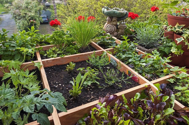 Square foot garden showing flowers