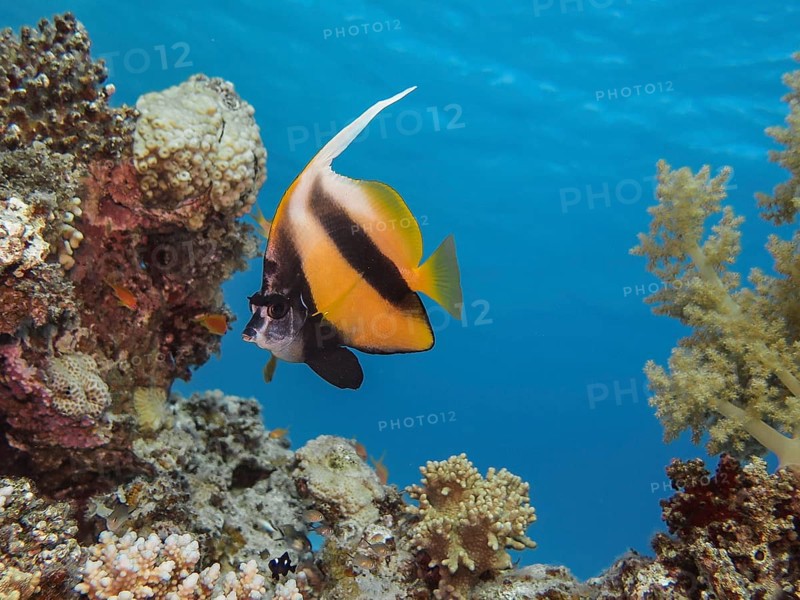Red Sea bannerfish