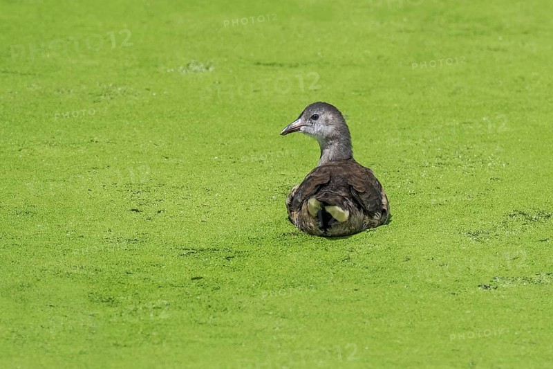 Eurasian common moorhen