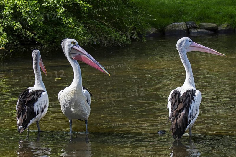 Three Australian pelicans