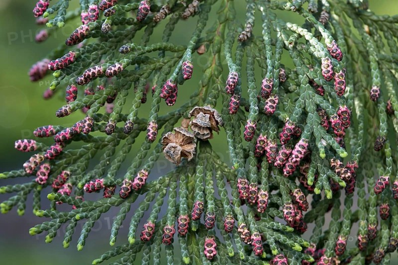 Western red cedar