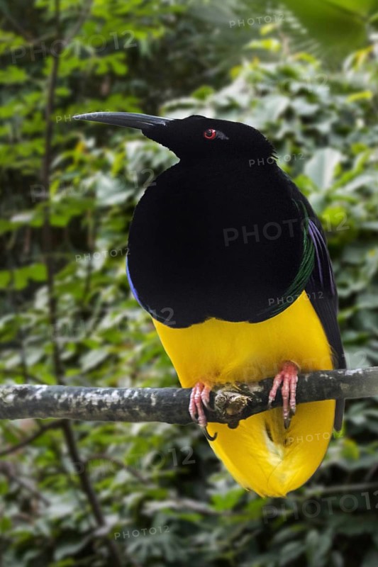 Twelve-wired bird-of-paradise