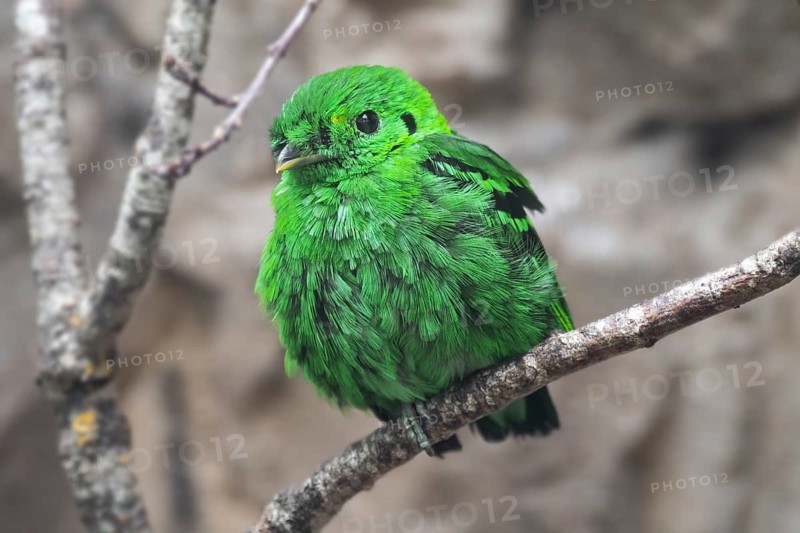 Lesser green broadbill