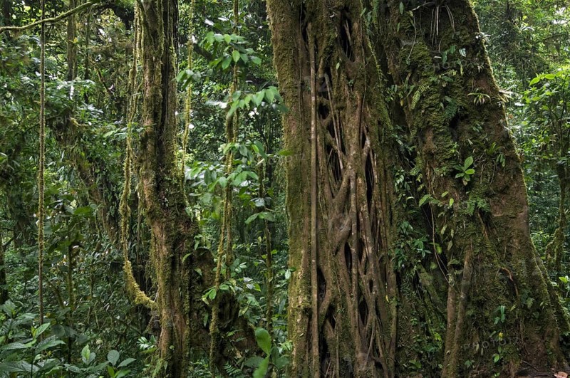 Strangler fig's vines