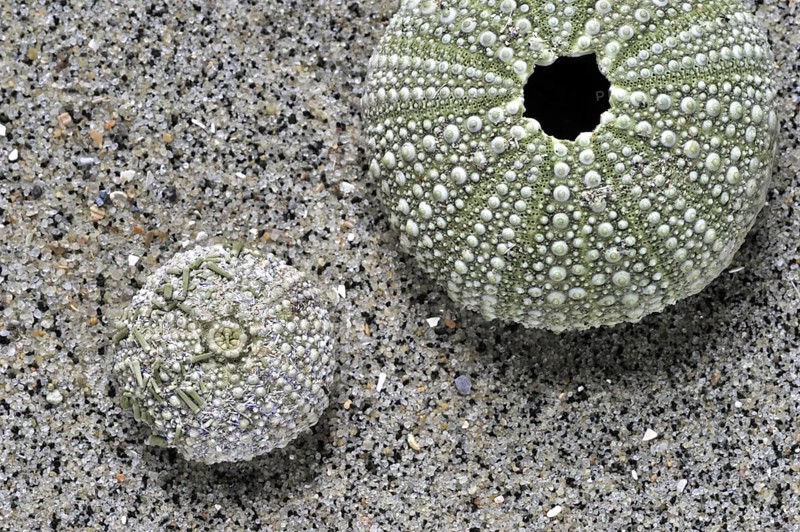 Green sea urchins