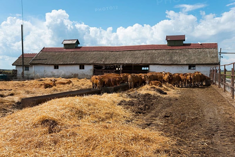 Farmstead
