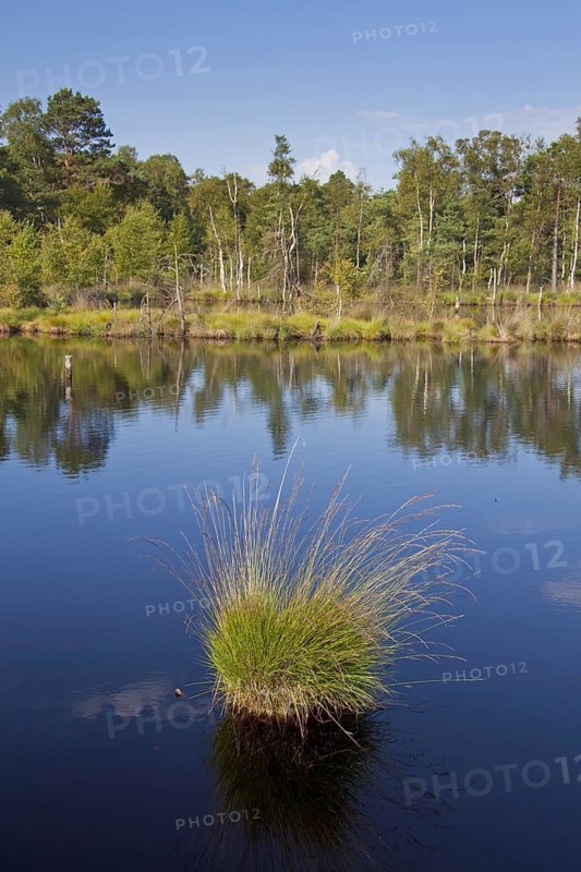 Tussock of purple moor grass