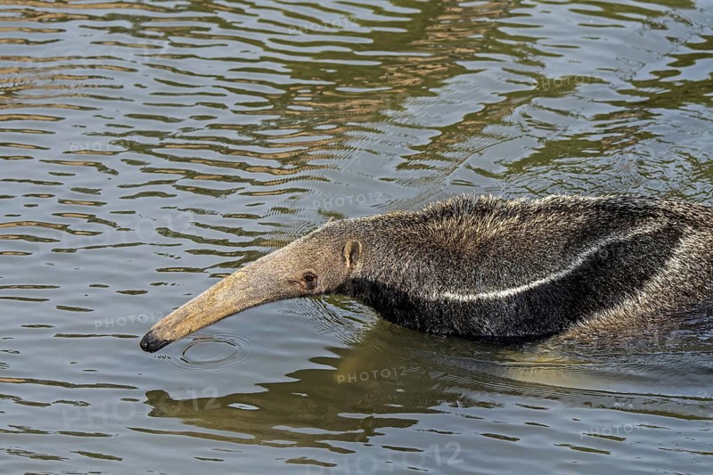 Giant anteater