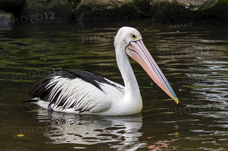Australian pelican