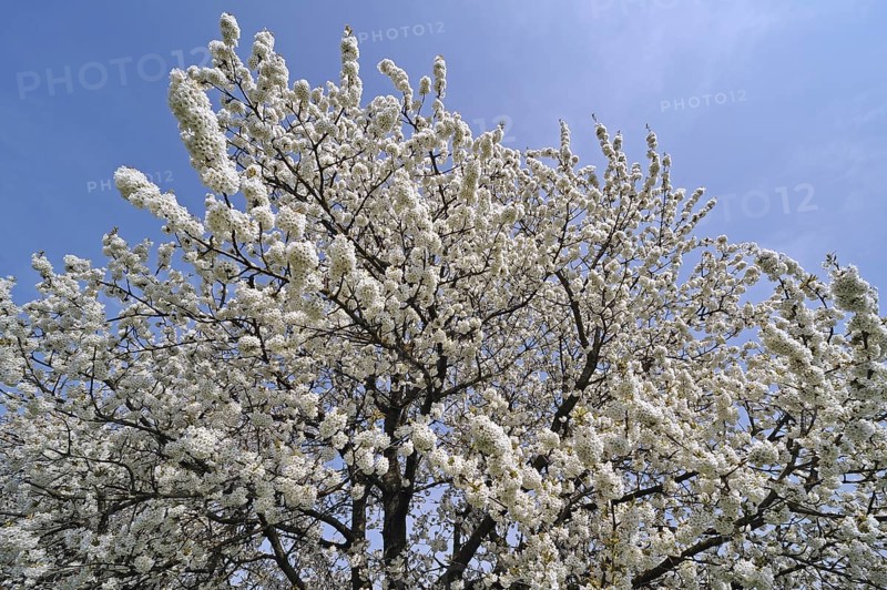 Cherry tree blossoming
