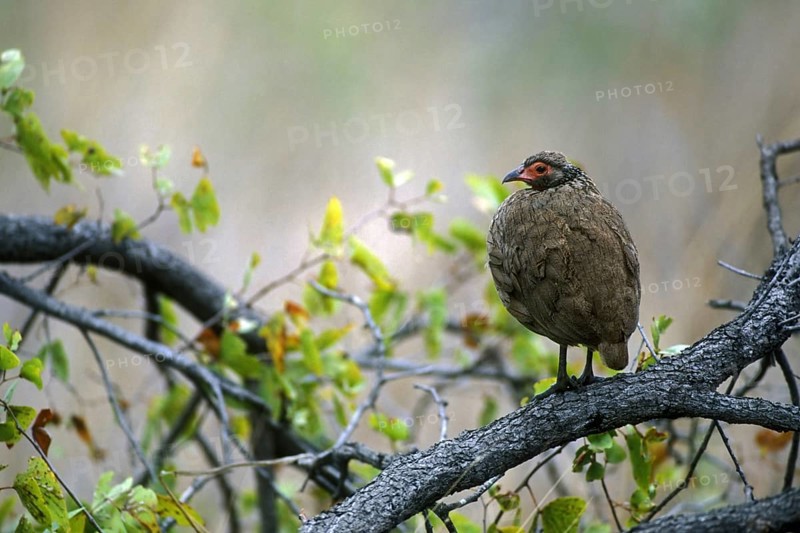 Swainson's Francolin