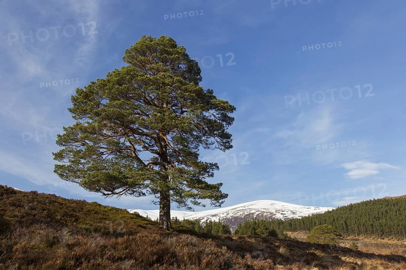 Solitary native Scots pine