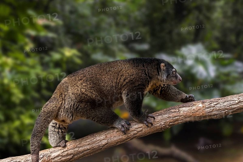 Sulawesi bear cuscus