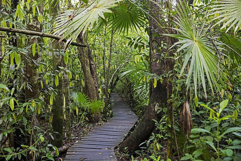 Wooden boardwalk running through jungle in the Sian Ka'an Biosphere Reserve