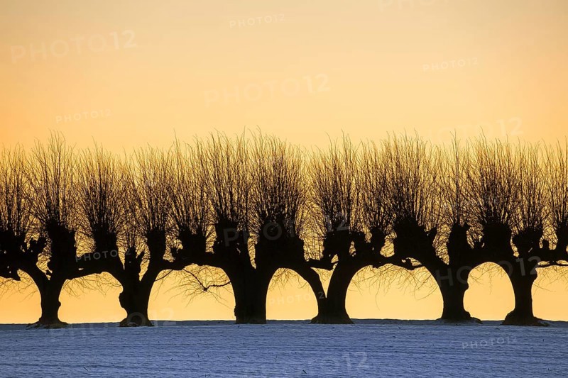 Row of pollarded European lime trees