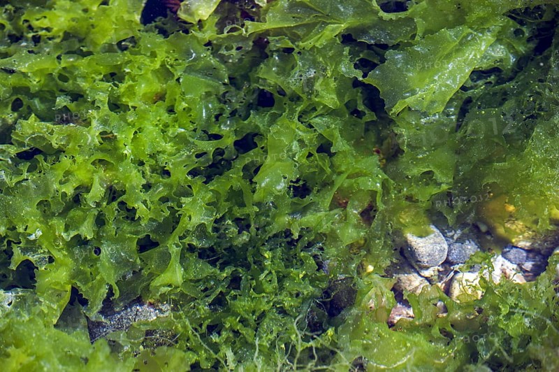 Sea lettuce