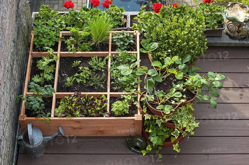Square foot gardening by planting flowers