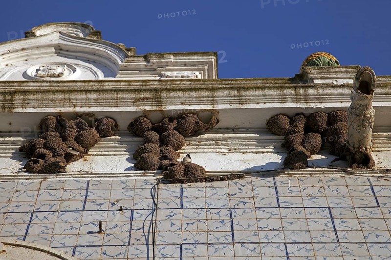 Nests of House Martin