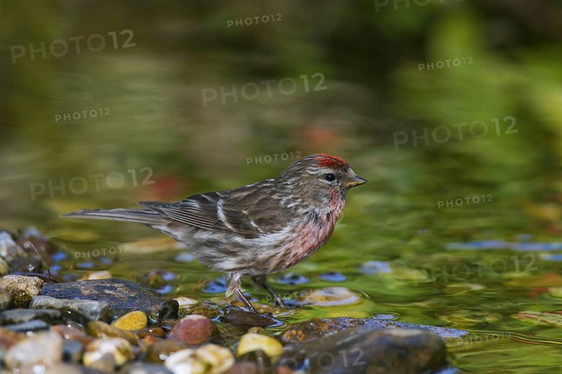 Common redpoll