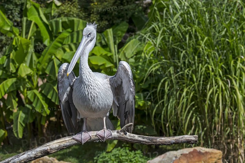 Pink-backed pelican