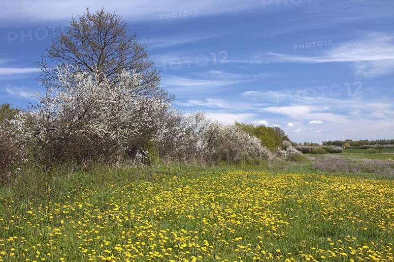 Hedge in spring with flowering Blackthorn