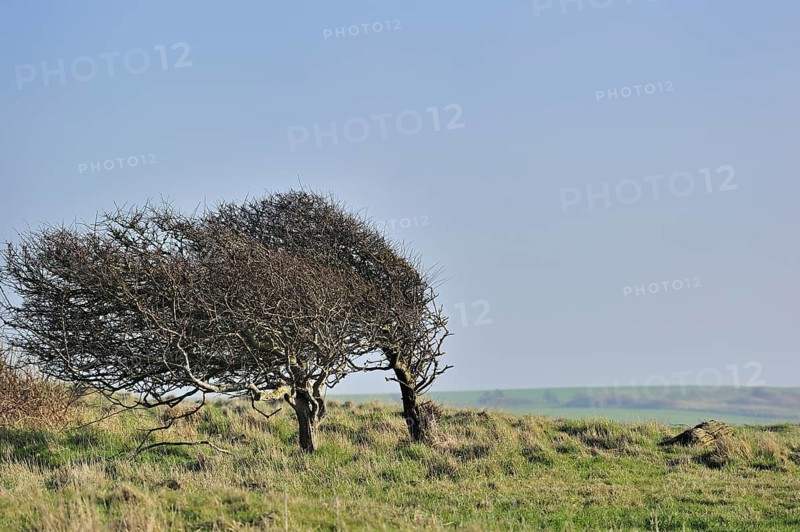 Windswept trees along the coast of Cap Gris Nez