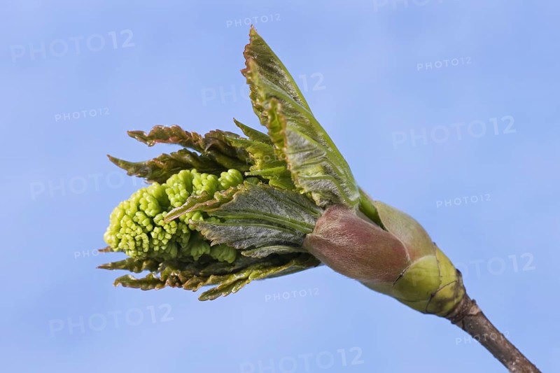 Sycamore Maple