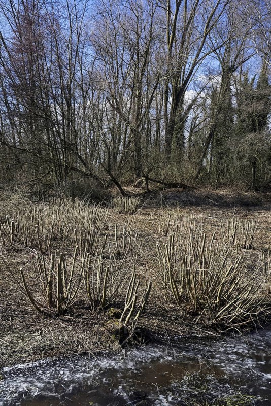 Trimmed willow trees in marshland in winter