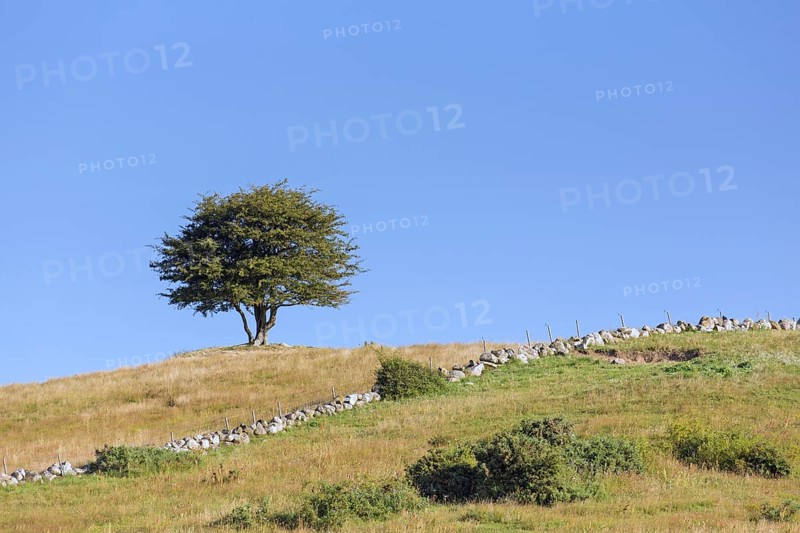Solitary common hawthorn