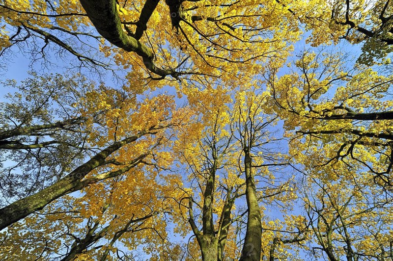 Fall foliage of Norway maple