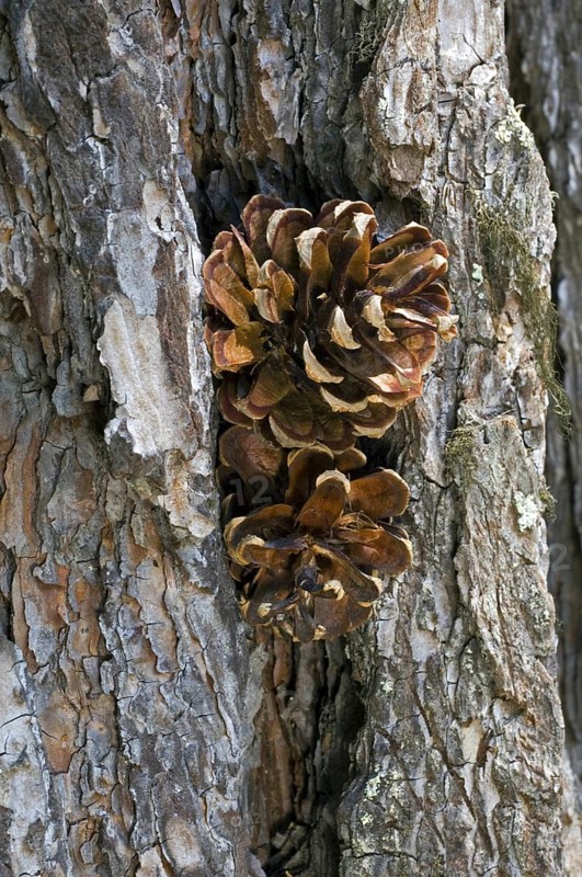 Pine cones