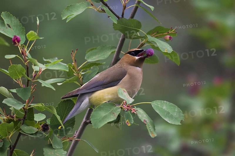 Cedar waxwing