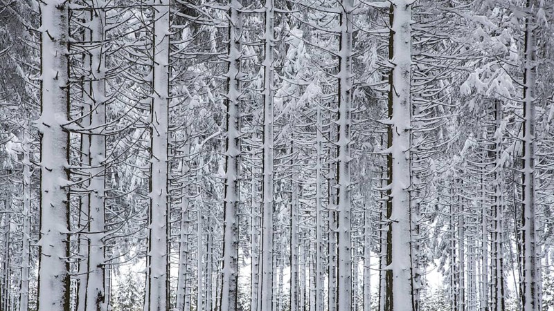 Pine tree trunks in coniferous forest covered in snow in winter at the Hoge Venen
