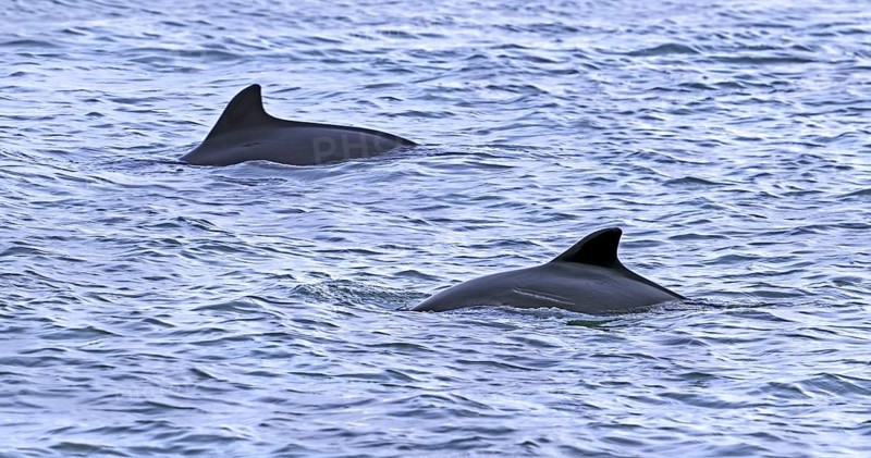 Two harbour porpoises
