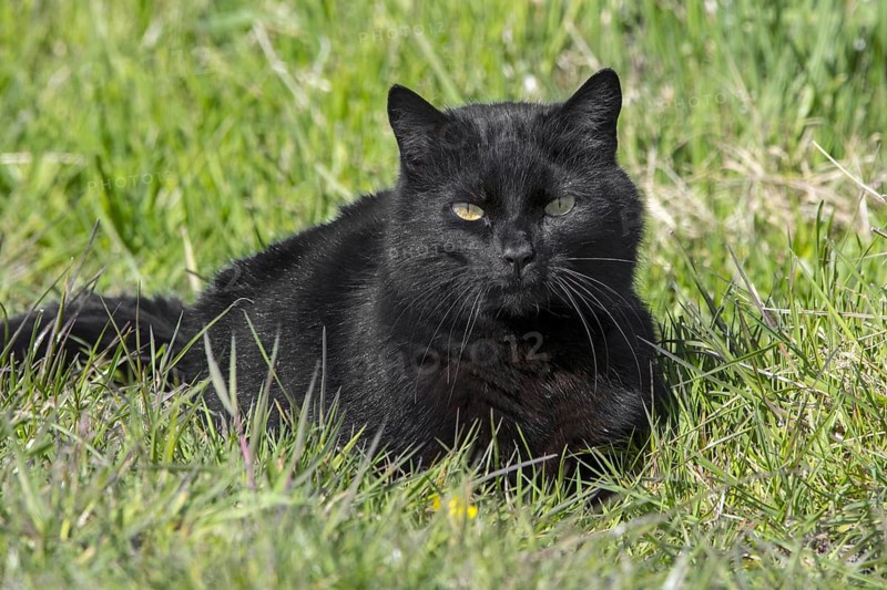 Domestic black cat hunting for mice and birds in meadow