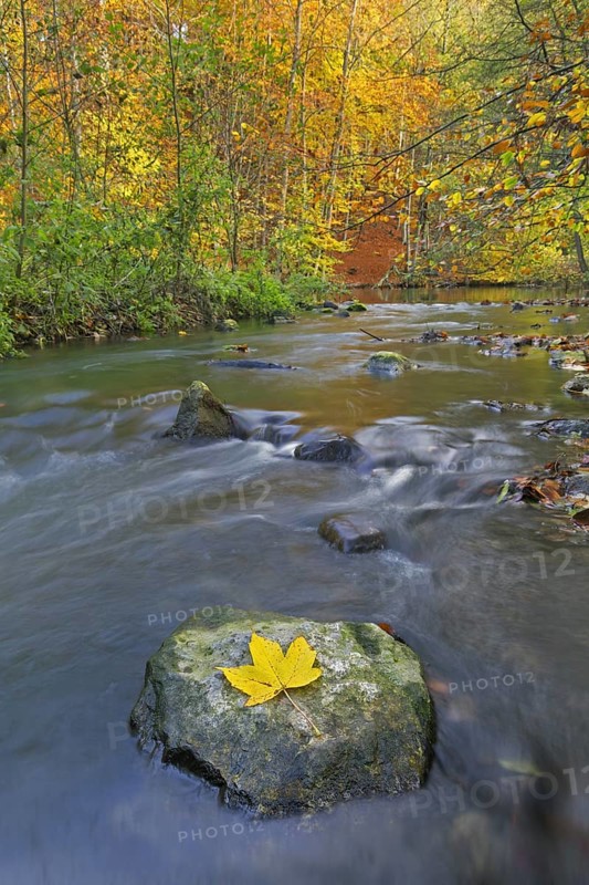 Yellow fallen sycamore leaf on boulder in the river Pinnau flowing through autumn forest showing fall colours