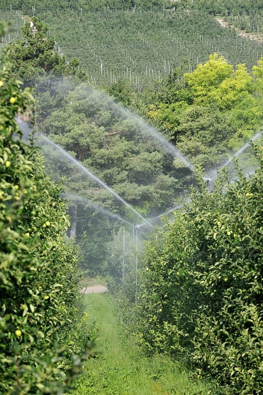 Apple tree orchard being sprinkler irrigated at Val di Non