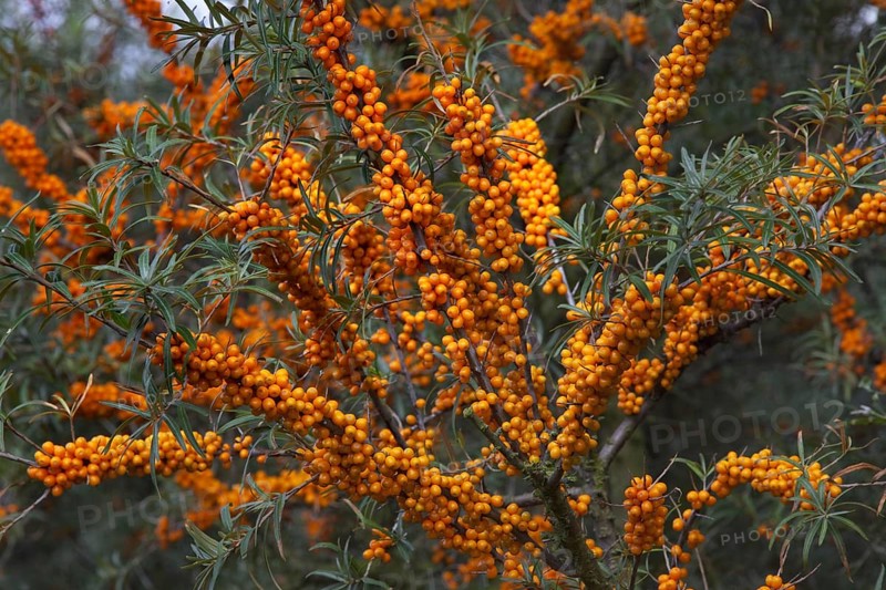 Common Sea-buckthorn