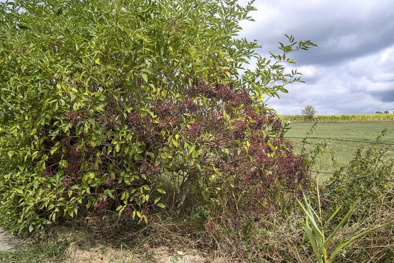 European elder