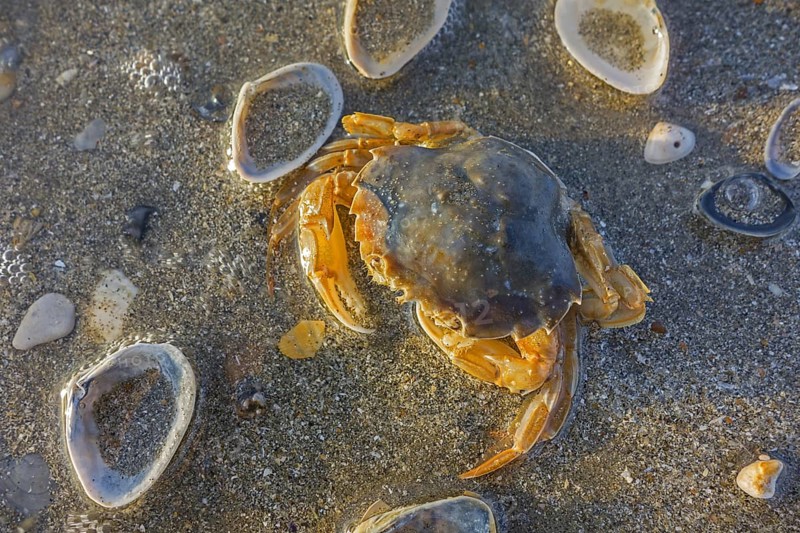 Dead flying crab
