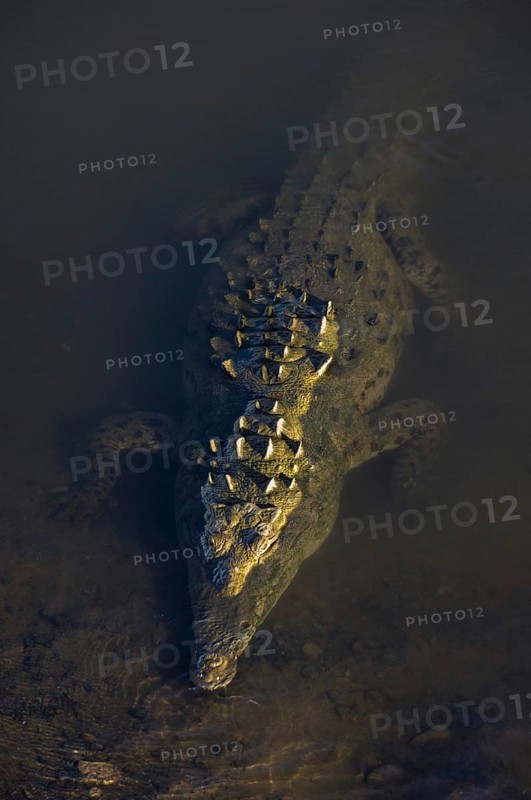American crocodile
