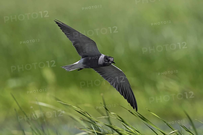 Black tern