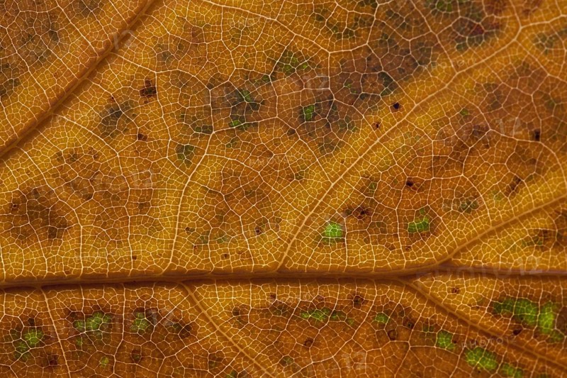 Northern red oak