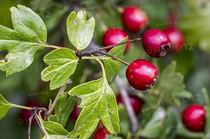 Common hawthorn