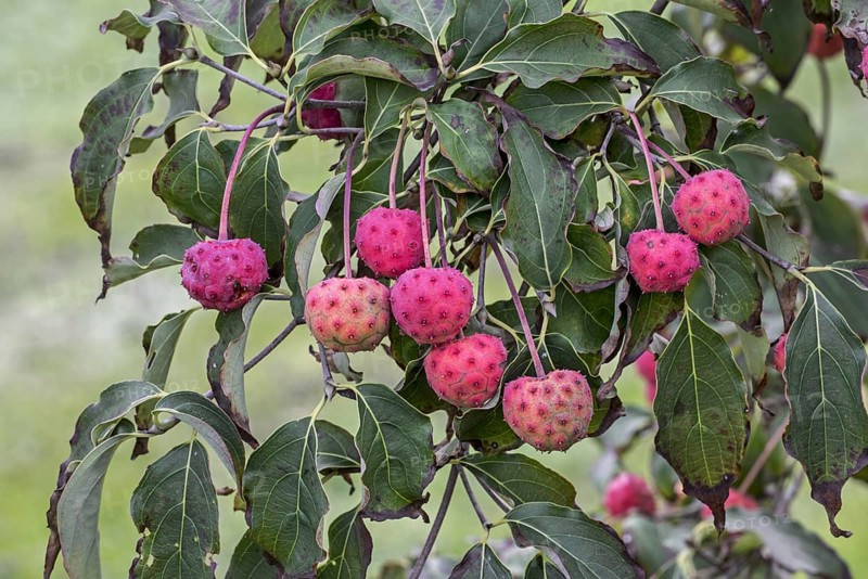 Chinese dogwood