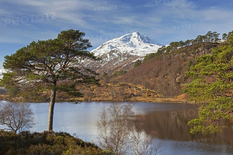 Scots pine